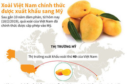 [Infographics] Xoài Việt Nam chính thức được xuất khẩu sang Mỹ