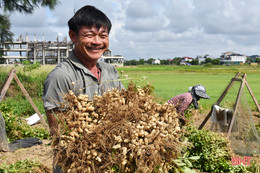 Niềm vui nhân đôi trong mùa thu hoạch lạc ở Lộc Hà