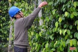 Lên vùng thượng Kỳ Anh, xem Bí thư Chi bộ tiên phong làm “vườn sạch”