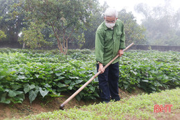 Vườn mẫu ở Thạch Hà: Nâng cao thu nhập, xây miền quê đáng sống