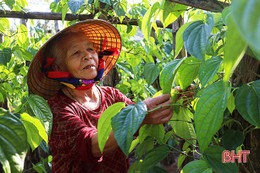 Trầu, cau ngày tết