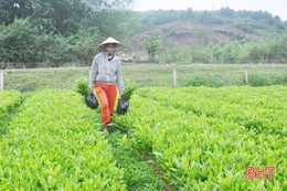 “Thời cơ vàng” để người dân Hà Tĩnh trồng 7.500 ha rừng