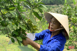 Mặc “áo giáp” cho cam Vũ Quang