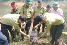 Thả 25 cá thể dúi mốc về Vườn Quốc gia Vũ Quang