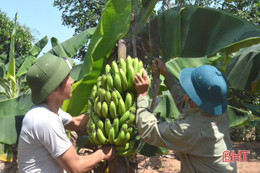 Không lo đầu ra sản phẩm, nông dân Kỳ Đồng nhà nhà làm kinh tế vườn