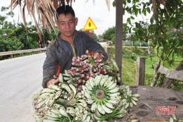 Vất vả săn "lộc rừng", mỗi năm có hơn trăm triệu