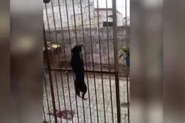 Camera ghi cảnh chó cưng “vượt ngục” ngoạn mục