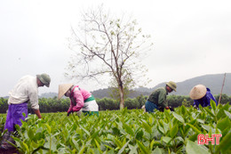 Thu hoạch đầu năm, người trồng chè Kỳ Trung thu trên 1,5 tỷ đồng