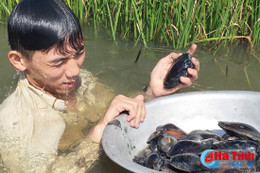 Lặn bắt trai trên sông Én