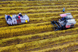 Lúa sốt giá, thương lái tranh mua