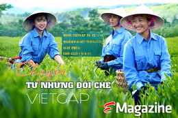 Chuyện từ những đồi chè VietGAP ở Hà Tĩnh