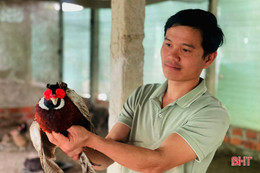 Xem nông dân Hà Tĩnh đeo kính cho chim trĩ