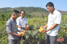 Trồng dứa trên đất nghèo, bí thư chi đoàn ở Hà Tĩnh thu hàng trăm triệu