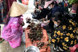 Mưa xuống, “chim trời” lại được bày bán công khai ở Cẩm Xuyên