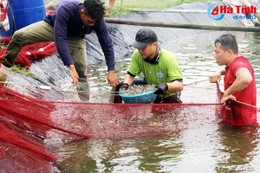 Giá tăng cao, người nuôi tôm Hà Tĩnh lãi lớn