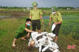 Thu giữ, tiêu hủy hơn 10.000 dụng cụ bẫy chim di cư ở thị xã Kỳ Anh