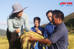 Bản Rào Tre được mùa lúa giống mới