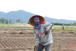 Nông dân vựa hành tăm Hà Tĩnh hối hả xuống giống vụ mới