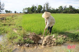 Mưa chưa thấm đồng, ruộng hè thu Hà Tĩnh lại đối mặt đợt hạn mới