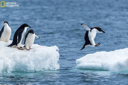 Thiên nhiên diệu kỳ trong ảnh dự thi của NatGeo