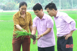 Sau tết, nông dân Đức Thọ tập trung ra đồng chăm sóc vụ xuân