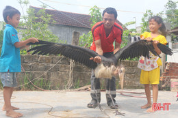 Bàn giao chú chim lạ "khổng lồ" cho lực lượng chức năng