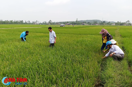 Bệnh đạo ôn cổ bông, nông dân lo ngay ngáy!