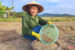 Hành tăm Nghi Xuân được mùa, giá tăng gần gấp đôi