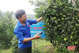 Phó Bí thư Đoàn xã khai phá đồi hoang, trồng cam làm giàu