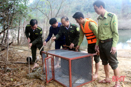 Vườn Quốc gia Vũ Quang thả 5 cá thể trăn gấm về môi trường tự nhiên