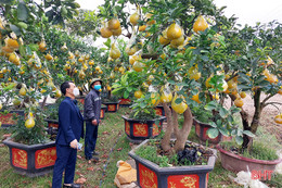 Bưởi cảnh hàng chục triệu đồng đã đổ về Hà Tĩnh