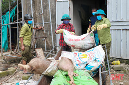 Tiêu hủy 39 con lợn dương tính với dịch tả lợn châu Phi