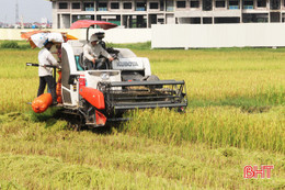 Sau mưa, nông dân Hà Tĩnh hối hả ra đồng thu hoạch lúa