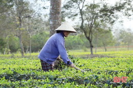 Nông dân Hương Khê vui chăm chè, kỳ vọng mùa thu hoạch bội thu