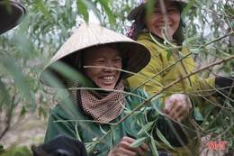 Làng đào ở Hà Tĩnh tất bật chuẩn bị phục vụ Tết Nguyên đán