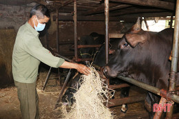 Nuôi bò 3B, nông dân Thạch Liên thu lãi cả trăm triệu đồng