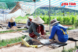 Thêm cây, thêm lợi nhuận!