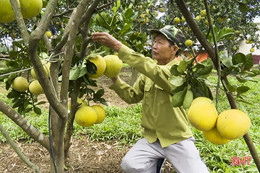 Cựu chiến binh xung kích trên “mặt trận” phát triển kinh tế