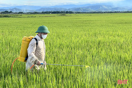 Cơ quan chuyên môn hướng dẫn phòng trừ sâu bệnh hại lúa hè thu ở Hà Tĩnh