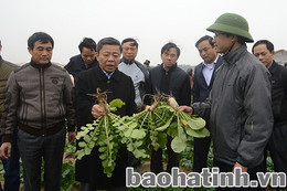 Dự án rau - củ - quả an toàn thành công trên đất hoang hóa Thạch Văn