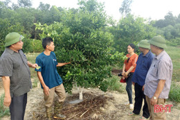 Trang trại "đa lĩnh vực" mỗi năm thu hàng trăm triệu đồng