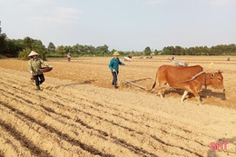 Nông dân Vũ Quang tập trung xuống giống hơn 620 ha ngô vụ đông