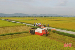 Thạch Hà chủ động thu hoạch lúa hè thu trước mùa mưa bão