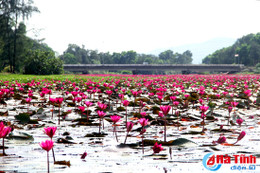 Ngỡ ngàng "bức tranh" hoa súng trên sông Vách Nam