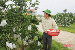 Những ông chủ vườn đồi mới nổi ở Nam Hương