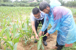 Sâu keo hoành hành, mưa gió liên miên, nông dân Hương Khê chật vật sản xuất ngô vụ Đông