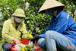 Nông dân Kỳ Anh gặp khó trong tiêu thụ cam, quýt