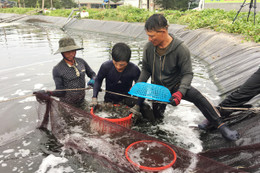 Nuôi tôm sinh học, 2 nông dân Hà Tĩnh lãi 200 triệu đồng/vụ