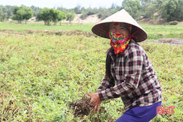 Người dân ngoài vùng dịch ở Thạch Hà duy trì sản xuất, đảm bảo phòng dịch