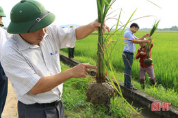 Nắng nóng trở lại, Hà Tĩnh lo sâu bệnh tấn công lúa hè thu